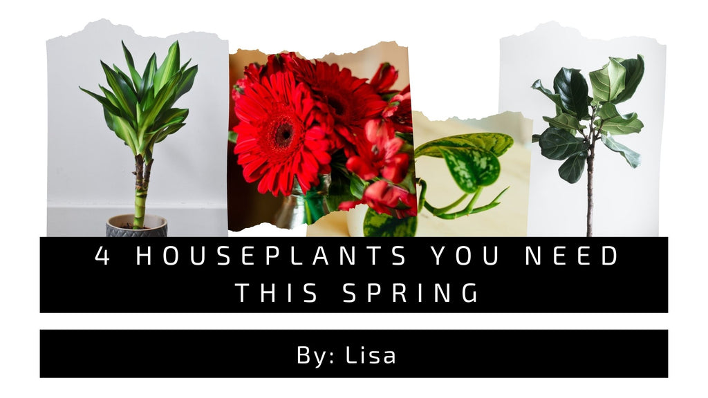 4 HousePlants you need this spring